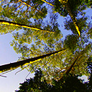 qualitaets_wald.jpg